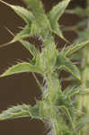 Spiny plumeless thistle